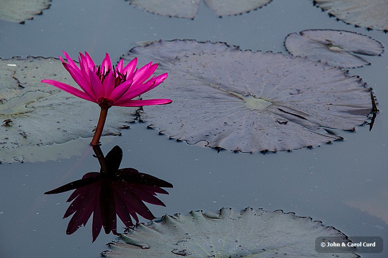 _MG_4685 Water Lily.JPG